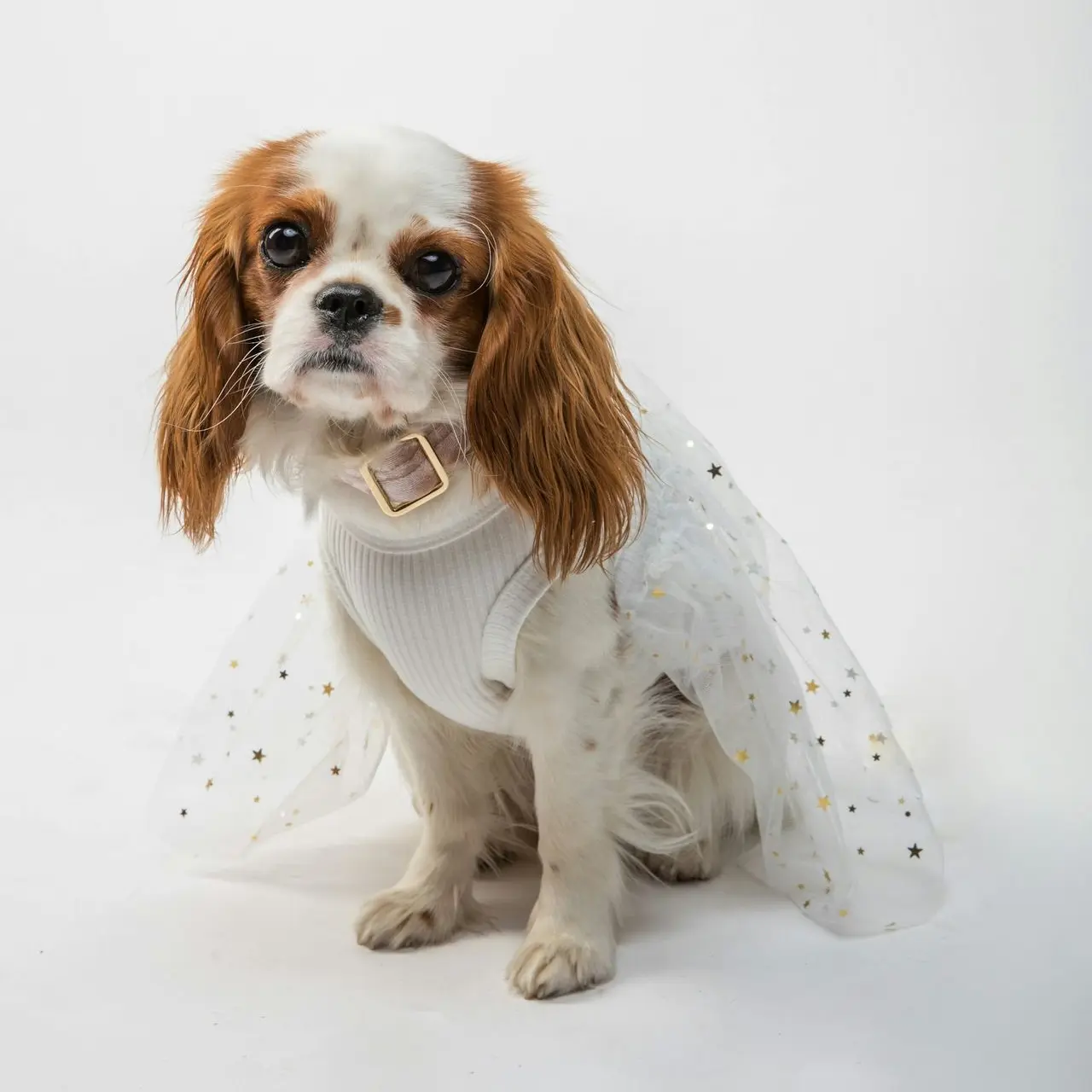 white and brown long coated small dog