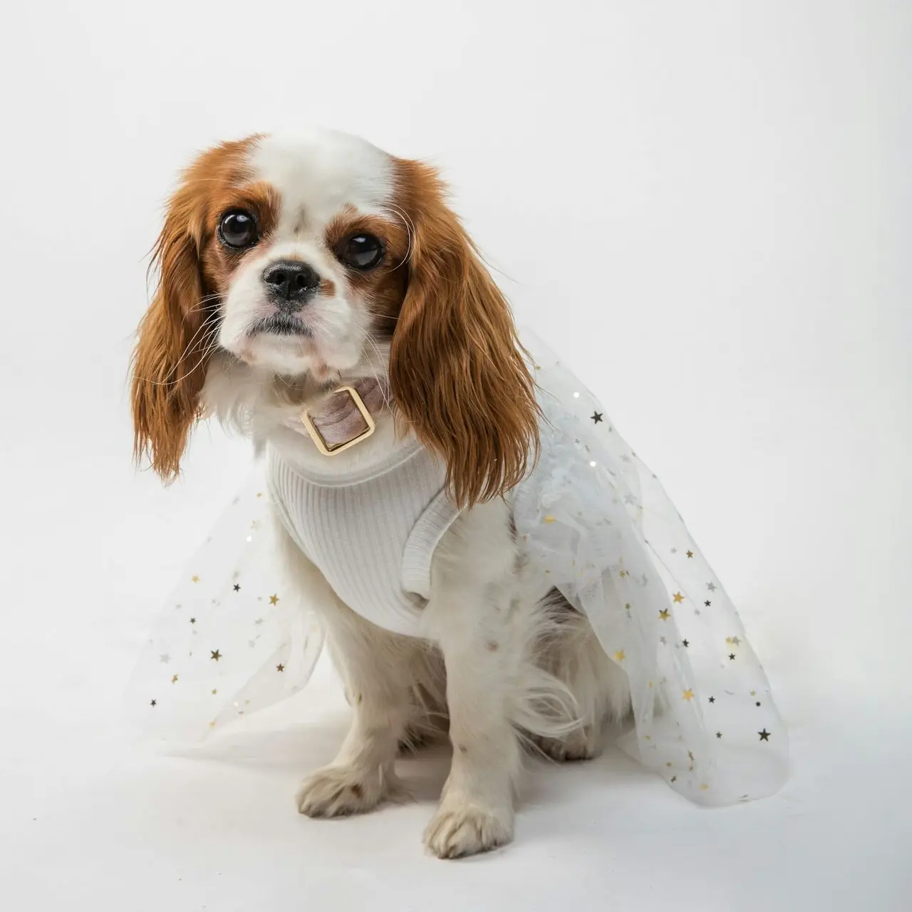 white and brown long coated small dog